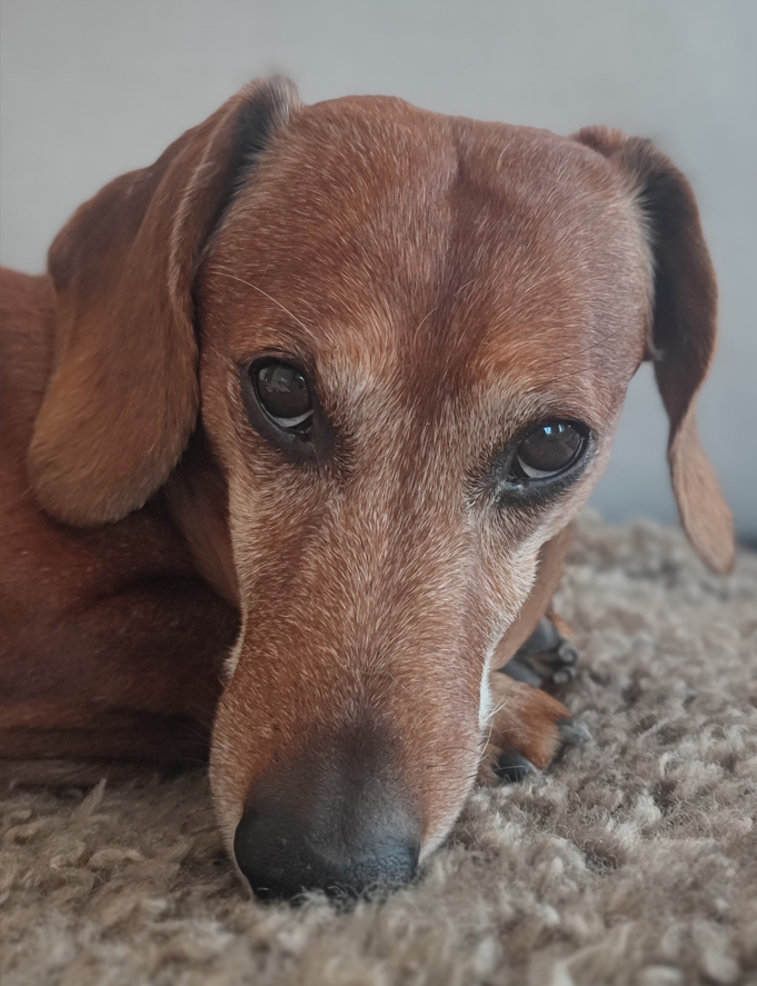 Custom Dog Painting Step 1